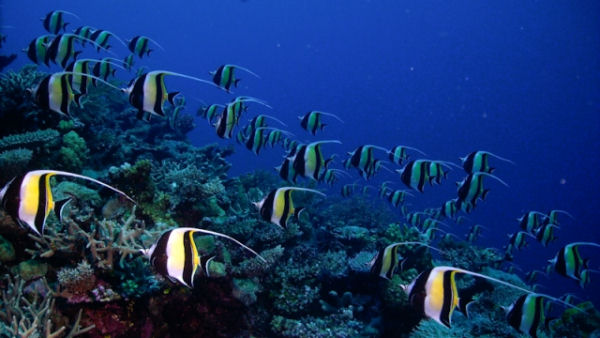 Scuba Dive Cairns Mike Ball Liveaboard Mating Aggregation.